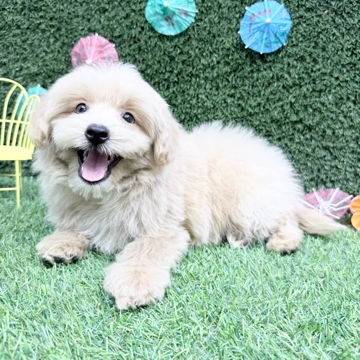 Male Pom-A-Poo puppy named Toni for sale at Puppy Dreams - Carrollton.