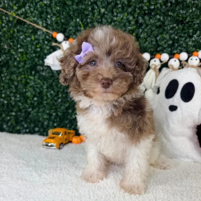 Female Cavapoo puppy named Mimi for sale at Puppy Dreams - Garland.