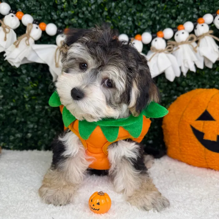 Male Morkie puppy named Cosmo for sale at Puppy Dreams - Garland.