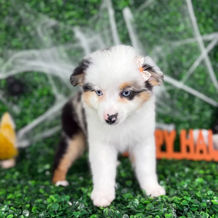 Female Mini Aussie puppy named Pepper for sale at Puppy Dreams - North Richland Hills.