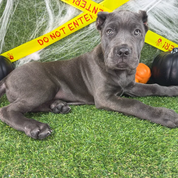 Male Cane Corso puppy named King for sale at Puppy Dreams - Arlington.