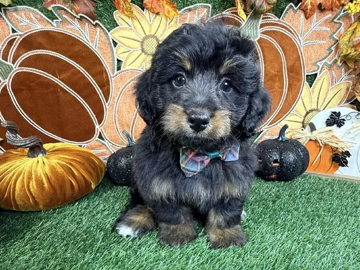 Male Bernedoodle puppy named Yoda for sale at Puppy Dreams - Carrollton.