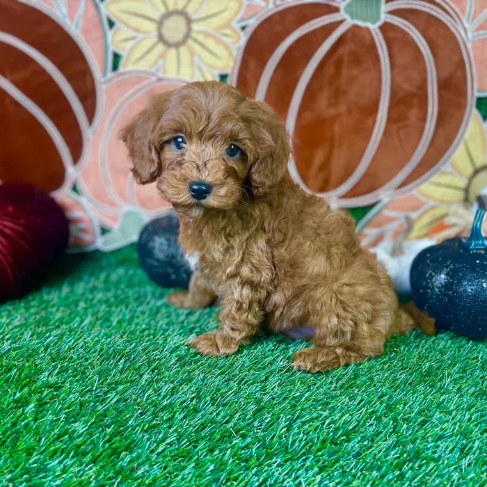 Male Mini Goldendoodle puppy named Bruno for sale at Puppy Dreams - Carrollton.