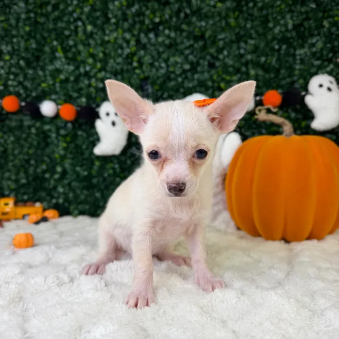 Female Chihuahua puppy named Rosie for sale at Puppy Dreams - Garland.