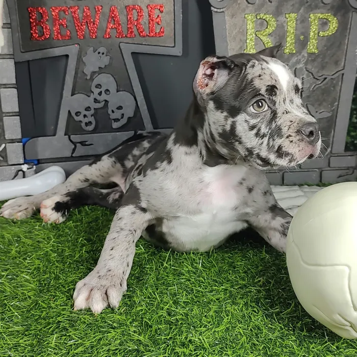 Male American Bully puppy named Pennywise for sale at Puppy Dreams - Mansfield.