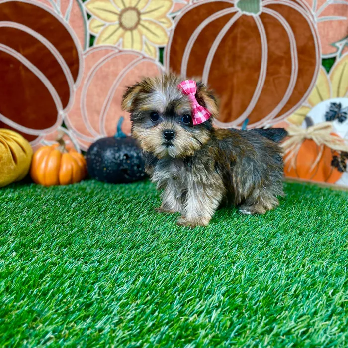 Female Yorkie puppy named Honey for sale at Puppy Dreams - Carrollton.