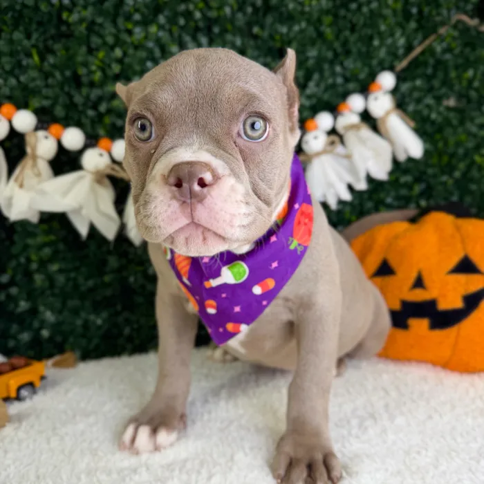 Female American Bully puppy named Prada for sale at Puppy Dreams - Garland.