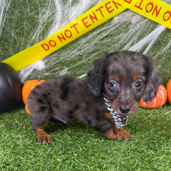 Male Dachshund puppy named Toby for sale at Puppy Dreams - Arlington.