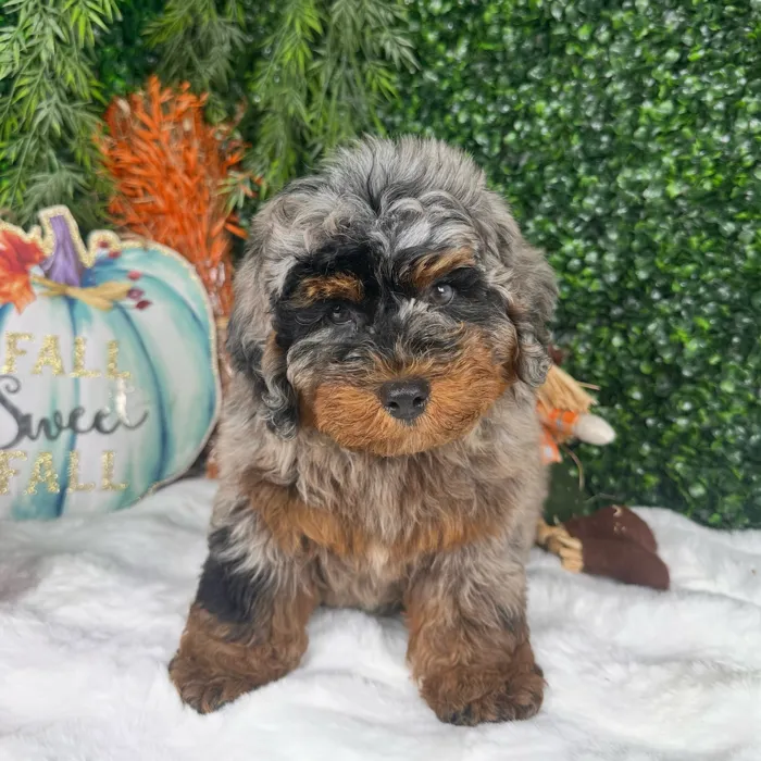 Male Bernedoodle puppy named Sugar for sale at Puppy Dreams - Denton.