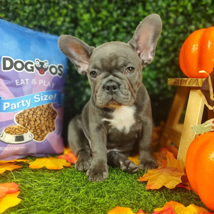 Female French Bulldog puppy named Miss Vickies for sale at Puppy Dreams - Mansfield.