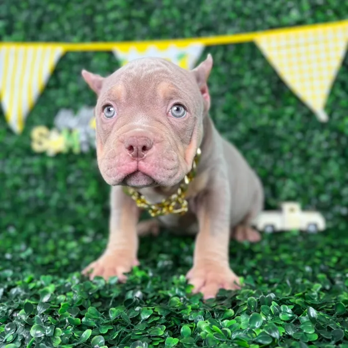 Male American Bully puppy named Astro for sale at Puppy Dreams - Arlington.