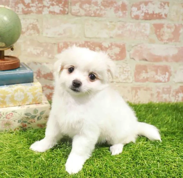 Female Maltese-Chihuahua puppy named Willow for sale at Puppy Dreams - Carrollton.