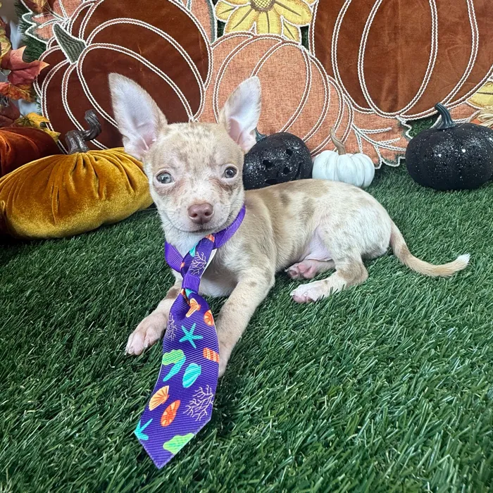 Male Chihuahua puppy named Chico for sale at Puppy Dreams - Carrollton.