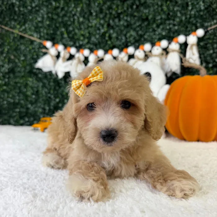 Female Bichon-Poodle puppy named Zuri for sale at Puppy Dreams - Garland.