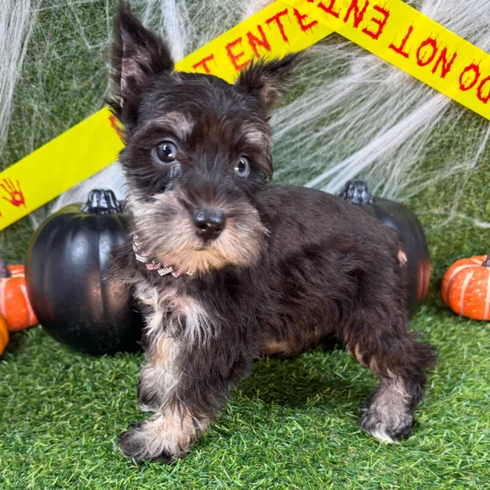 Female Mini Schnauzer puppy named Belle for sale at Puppy Dreams - Arlington.