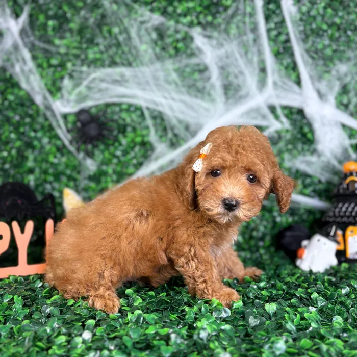 Female Mini Goldendoodle puppy named Baby for sale at Puppy Dreams - North Richland Hills.
