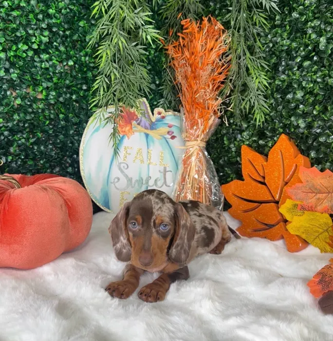 Male Dachshund puppy named Damon for sale at Puppy Dreams - Denton.