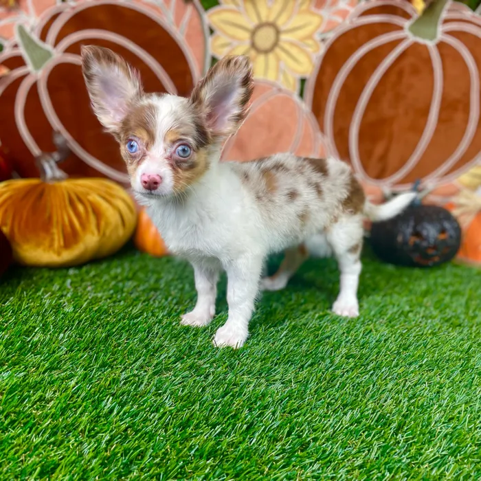 Female Chihuahua puppy named Sadie for sale at Puppy Dreams - Carrollton.