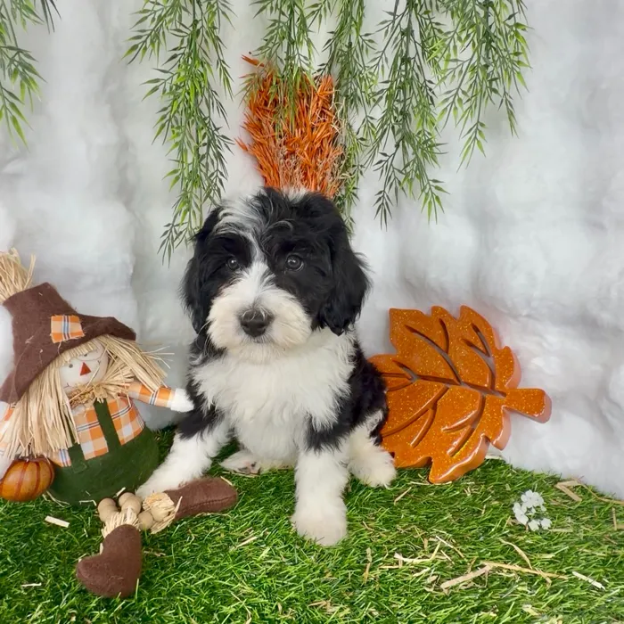 Female Bernedoodle puppy named Snooki for sale at Puppy Dreams - Denton.