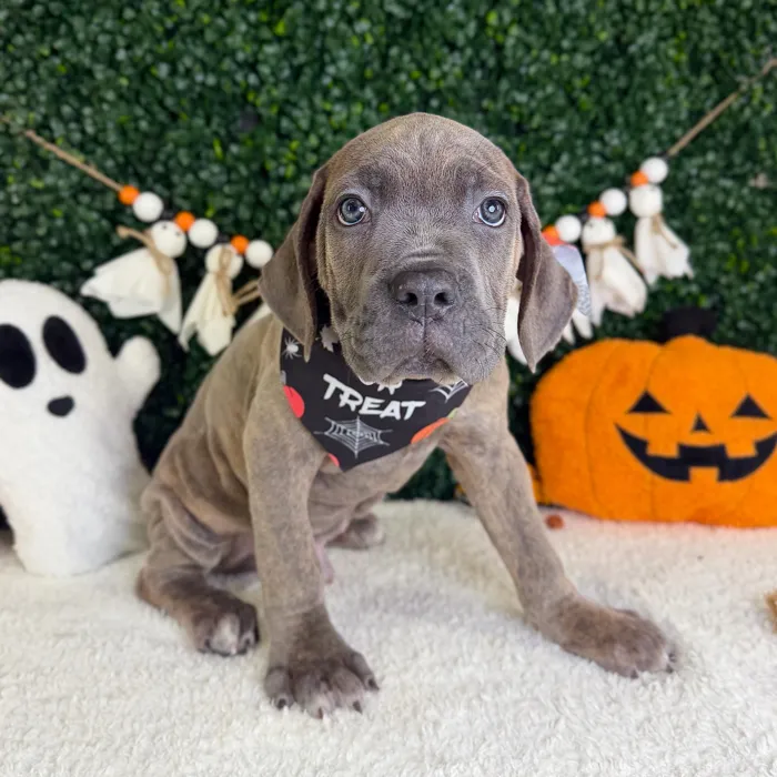 Male Cane Corso puppy named Dante for sale at Puppy Dreams - Garland.
