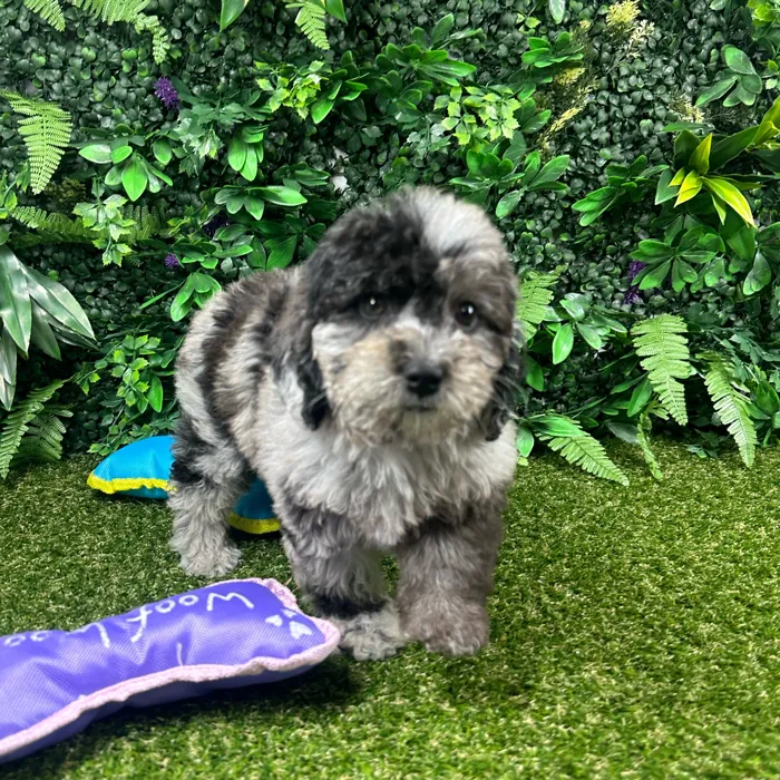 Female Mini Poodle puppy named Sugar for sale at Puppy Dreams - Parks Mall.