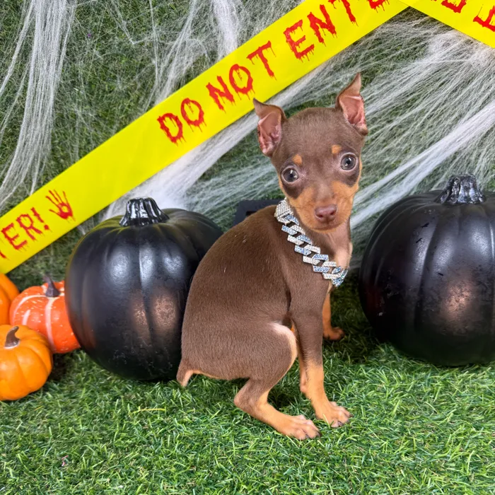 Female Min Pin puppy named Tiny for sale at Puppy Dreams - Arlington.