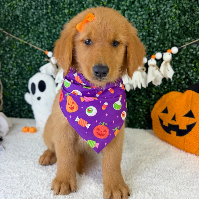 Female Golden Retriever puppy named Miso for sale at Puppy Dreams - Garland.