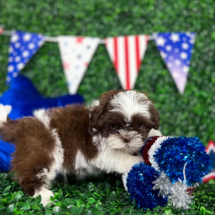 Male Shih Tzu puppy named Shorty for sale at Puppy Dreams - North Richland Hills.