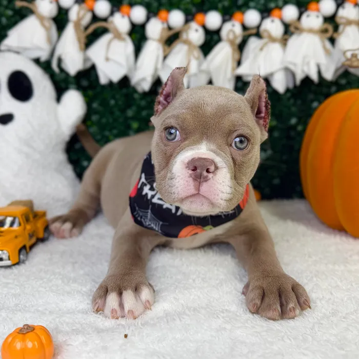 Female American Bully puppy named Prada for sale at Puppy Dreams - Garland.