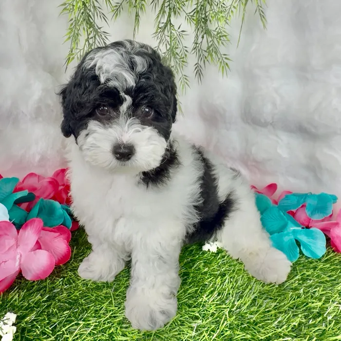 Male Bernedoodle puppy named Frito for sale at Puppy Dreams - Denton.