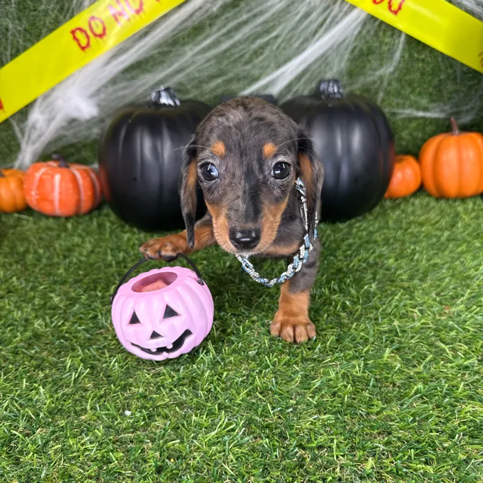 Female Dachshund puppy named Ollie for sale at Puppy Dreams - Arlington.