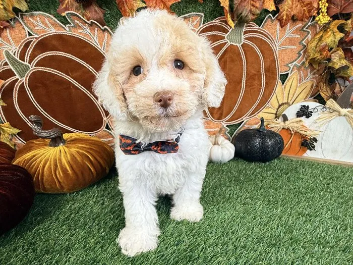 Male Cavapoo puppy named Finn for sale at Puppy Dreams - Carrollton.