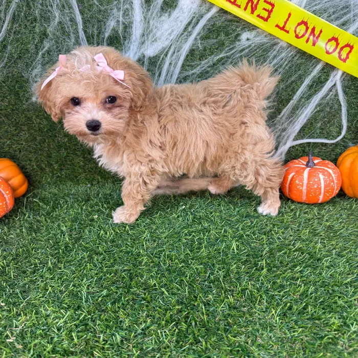 Female Maltipoo puppy named Cuddles for sale at Puppy Dreams - Arlington.