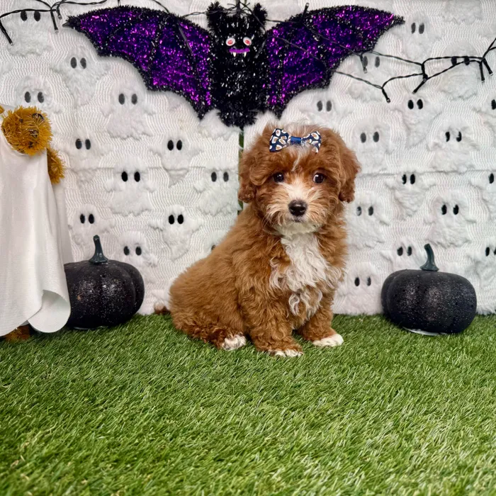 Female Mini Goldendoodle puppy named Ginger for sale at Puppy Dreams - Carrollton.