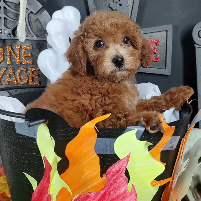 Female Cockapoo puppy named Cinnamon for sale at Puppy Dreams - Mansfield.