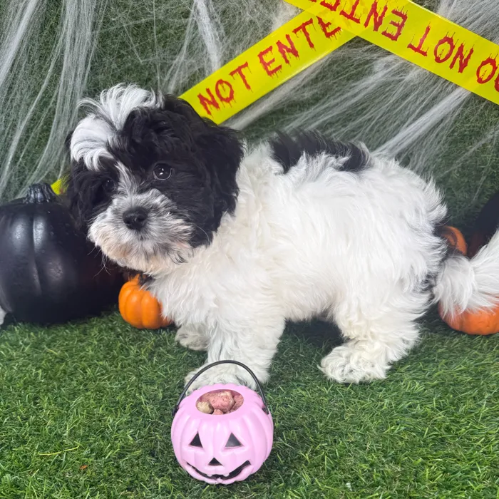 Male Teddy Bear puppy named Bagel for sale at Puppy Dreams - Arlington.