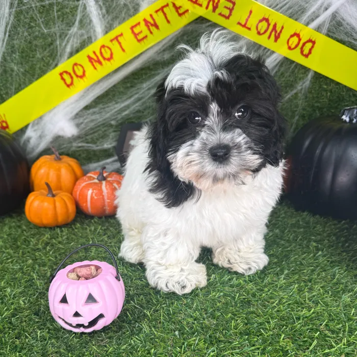 Male Teddy Bear puppy named Bagel for sale at Puppy Dreams - Arlington.