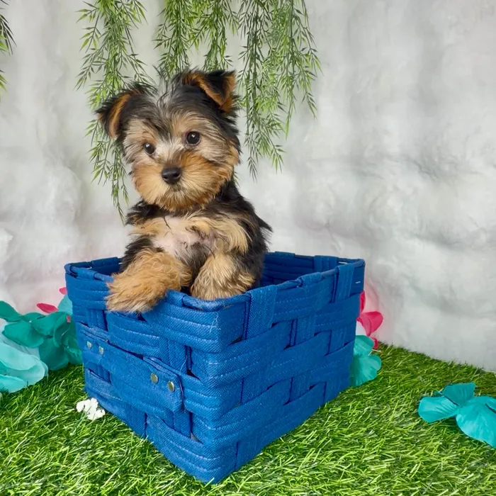Male Yorkie puppy named Gumdrop for sale at Puppy Dreams - Denton.