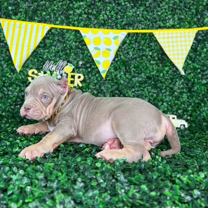 Male American Bully puppy named Astro for sale at Puppy Dreams - Arlington.