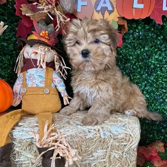 Female Shorkie puppy named Sunchips for sale at Puppy Dreams - Mansfield.