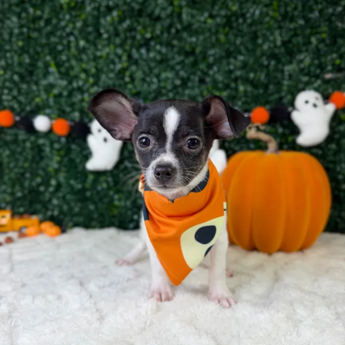 Male Chihuahua puppy named Hades for sale at Puppy Dreams - Garland.