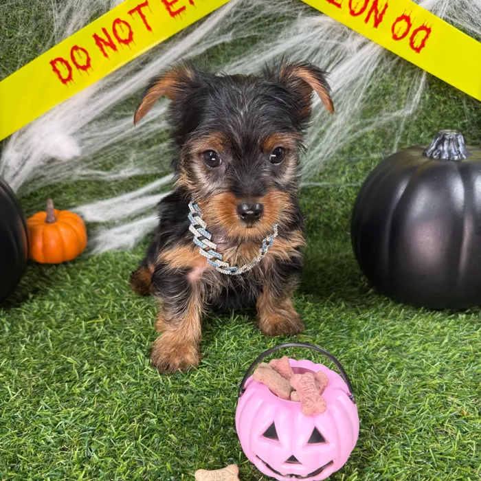 Male Yorkie puppy named Luie for sale at Puppy Dreams - Arlington.