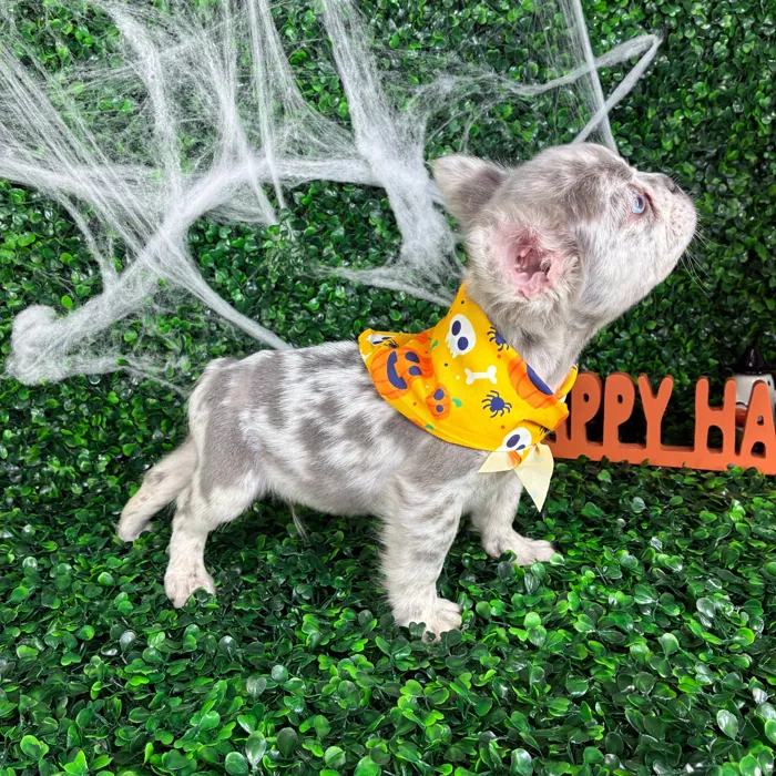 Male Fluffy French Bulldog puppy named Thor for sale at Puppy Dreams - North Richland Hills.