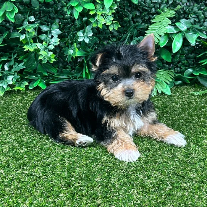 Female Yorkie puppy named Spice for sale at Puppy Dreams - Parks Mall.