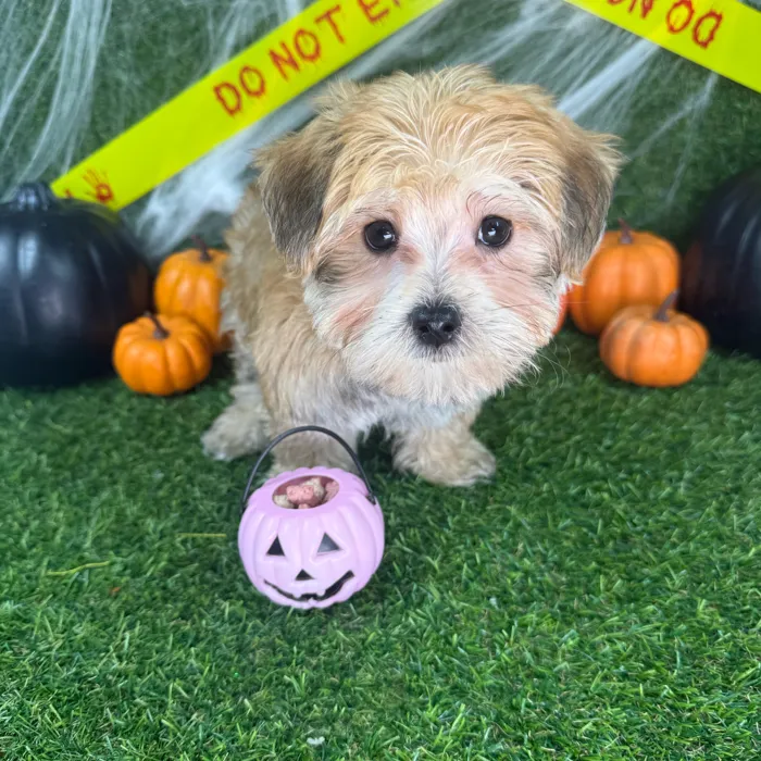 Male Morkie puppy named Benny for sale at Puppy Dreams - Arlington.