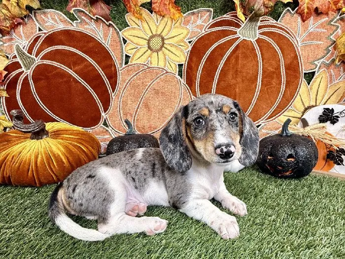 Male Dachshund puppy named Apollo for sale at Puppy Dreams - Carrollton.