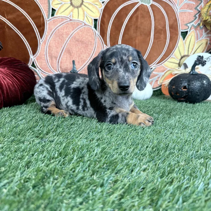 Female Dachshund puppy named Rose for sale at Puppy Dreams - Carrollton.
