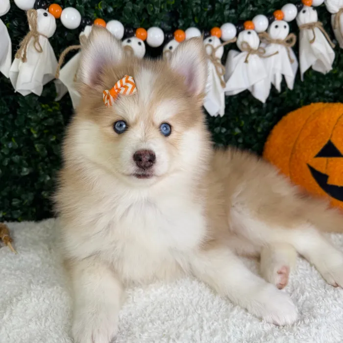 Female Pomsky puppy named Lovey for sale at Puppy Dreams - Garland.