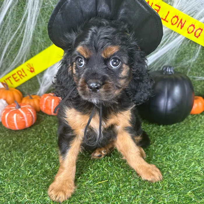 Female Cavalier King Charles Spaniel puppy named Nova for sale at Puppy Dreams - Arlington.