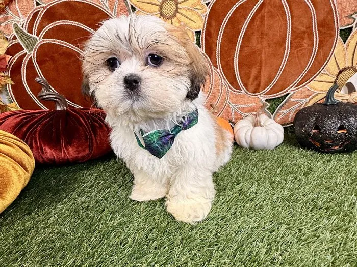 Male Shih Tzu puppy named Louie for sale at Puppy Dreams - Carrollton.